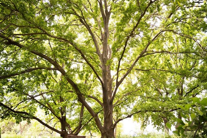 Oak tree